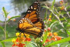 San Pedro Guatemala