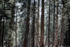 Sequoia